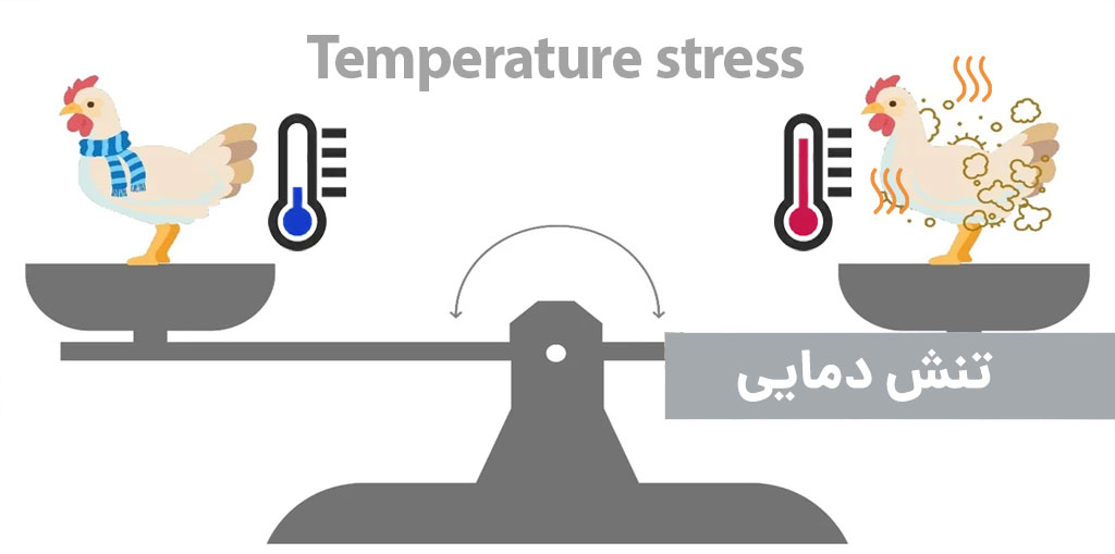 تنش دمایی طیور