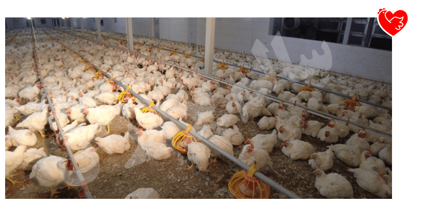 نمایی از فارم پرورش طیور؛ رعایت استانداردهای بهداشتی و مدیریتیcopy نمایی از فارم پرورش طیور، نمایش اصول استاندارد بهداشتی و مدیریت پرورش مرغها